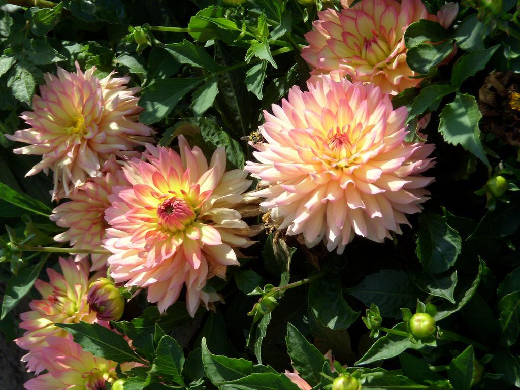 Adelheid * Eggenbach